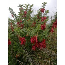 Clianthus puniceus maximus